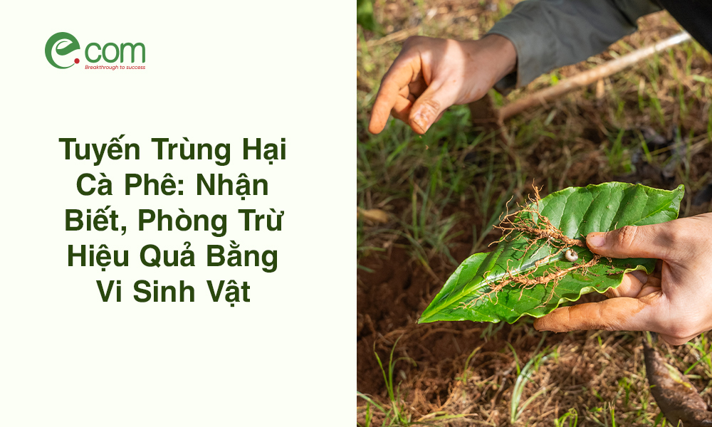 Tuyến Trùng Hại Cà Phê