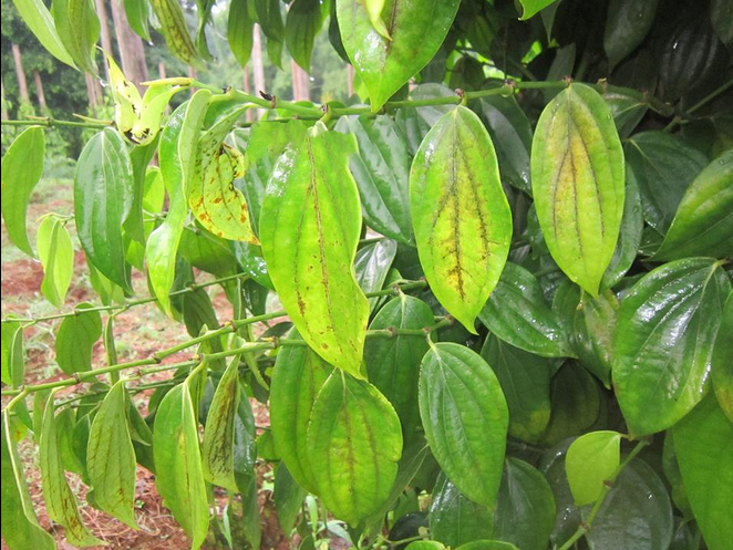bệnh gỉ sắt hồ tiêu