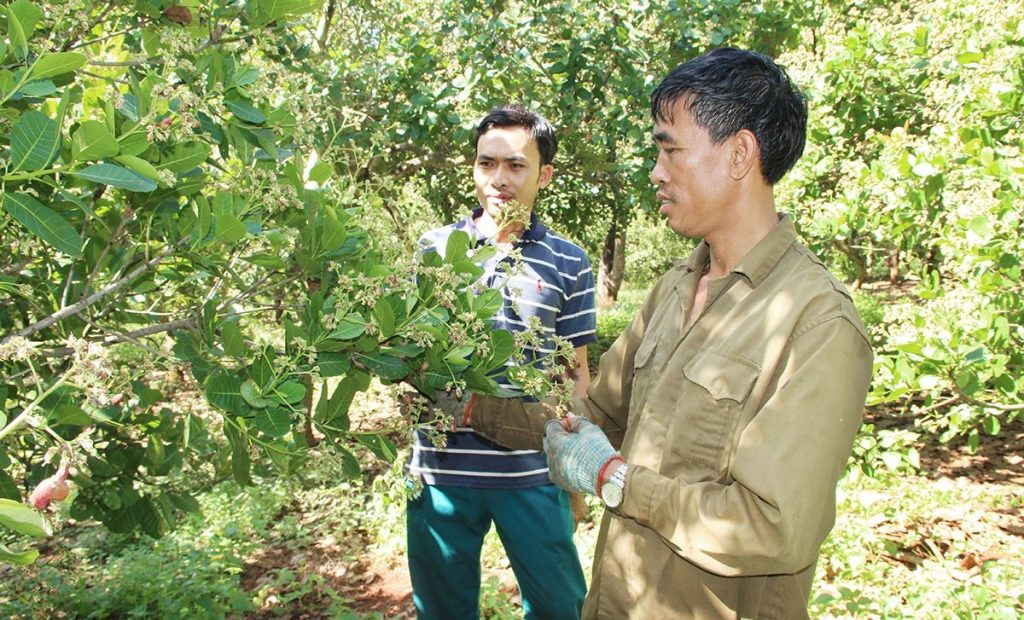 Lịch Bón Phân Cho Điều