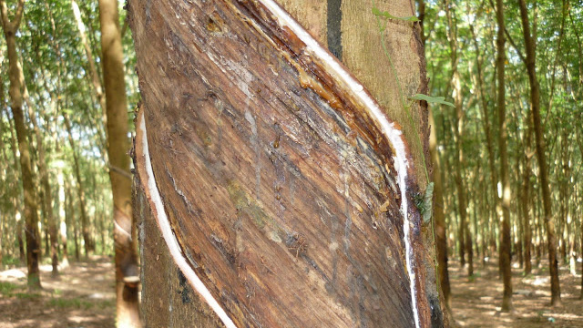 Bệnh SALB Cây Cao Su