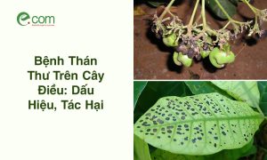 Thán Thư Trên Điều