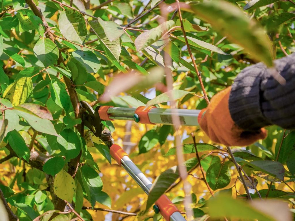 tỉa cành, tạo tán cho cây điều
