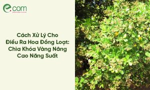 Điều Ra Hoa Đồng Loạt