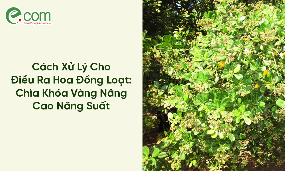 Điều Ra Hoa Đồng Loạt