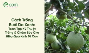 Cách Trồng Bưởi Da Xanh