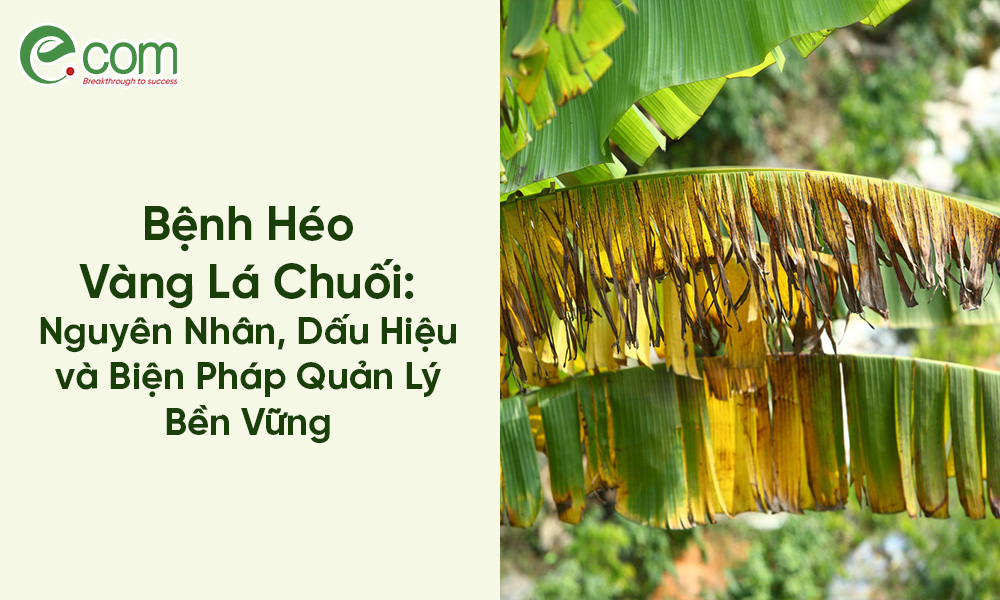 Bệnh Héo Vàng Lá Chuối 2