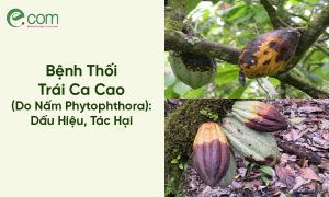 Bệnh Thối Trái Ca Cao