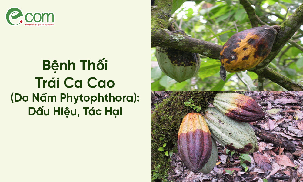 Bệnh Thối Trái Ca Cao