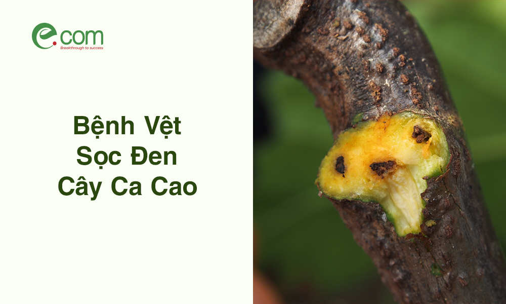 bệnh vệt sọc đen cây ca cao