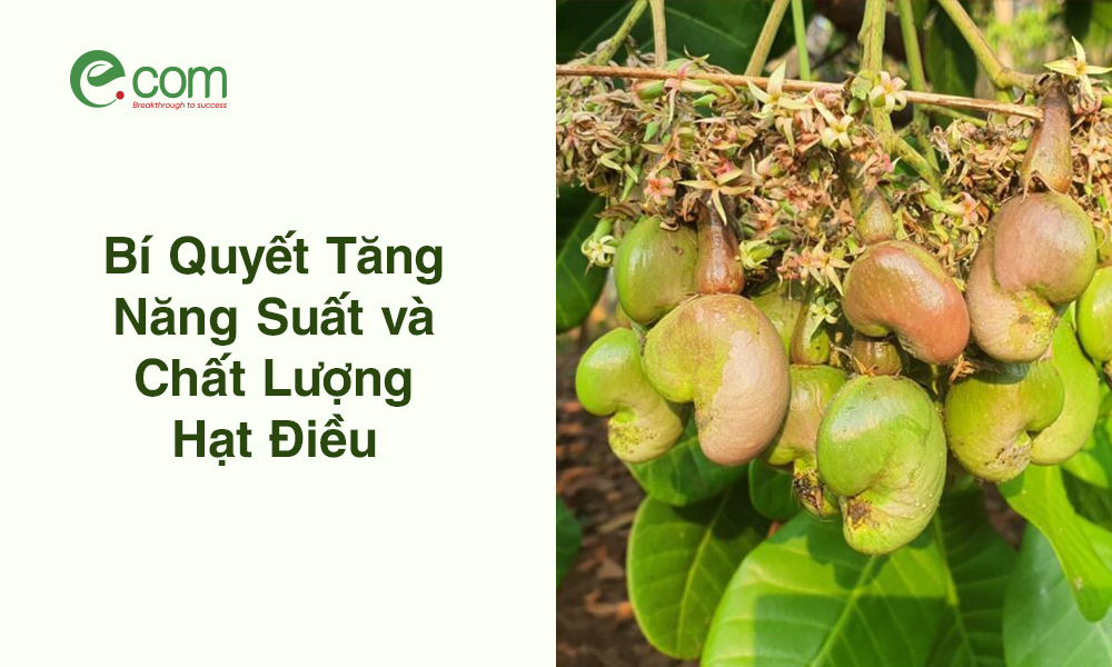 Cách Tăng Đậu Quả Cây Điều Hiệu Quả