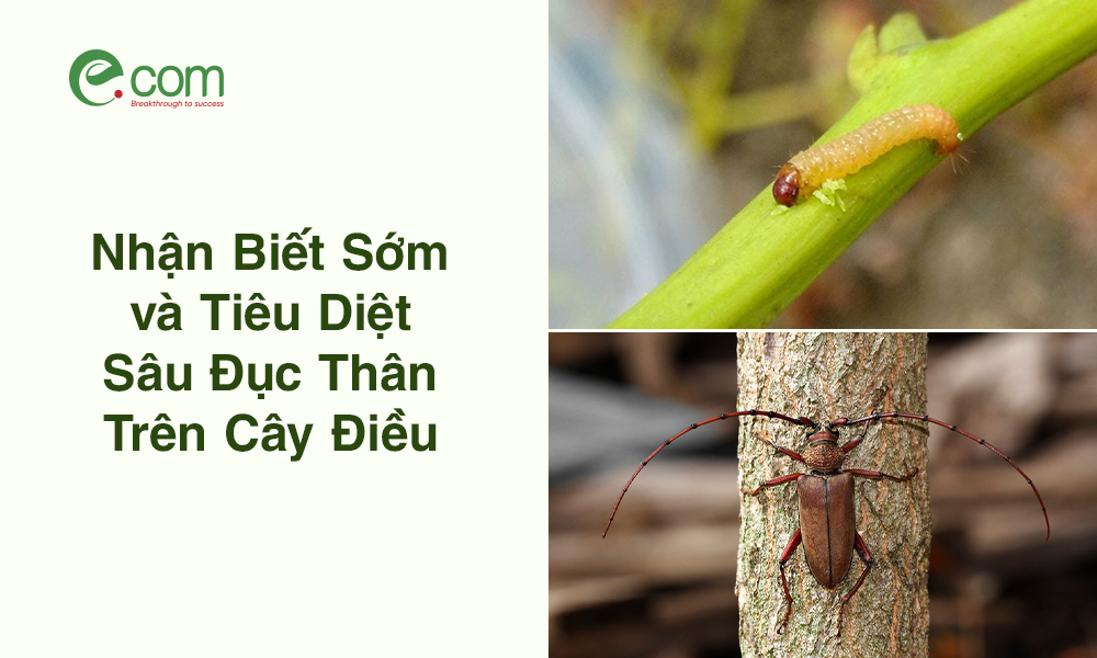 Sâu Đục Thân Điều