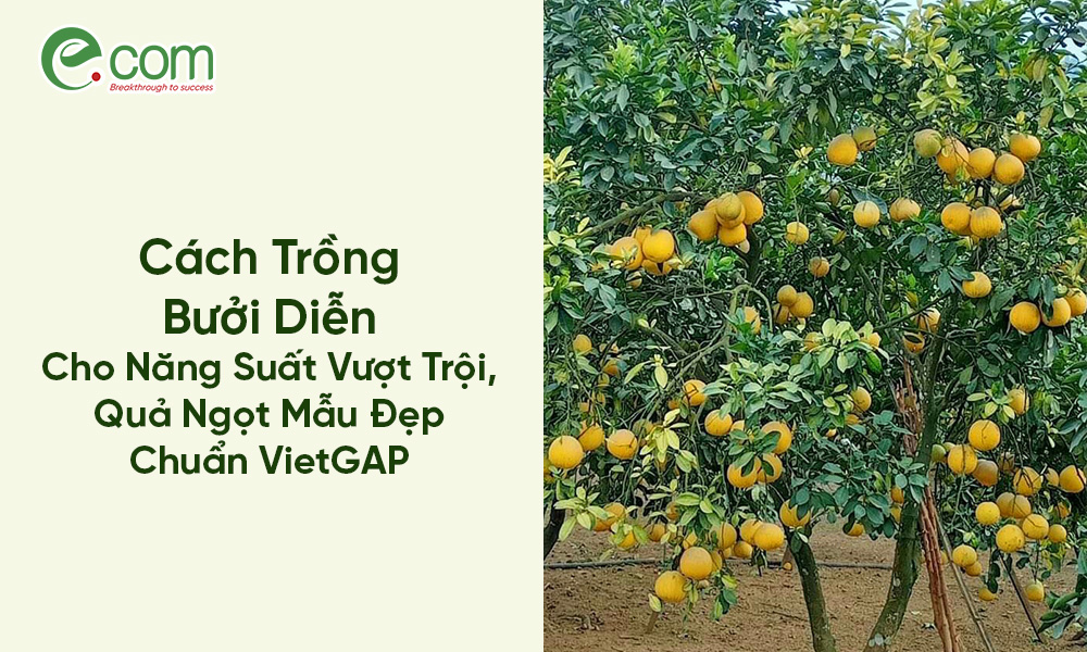 Cách Trồng Bưởi Diễn