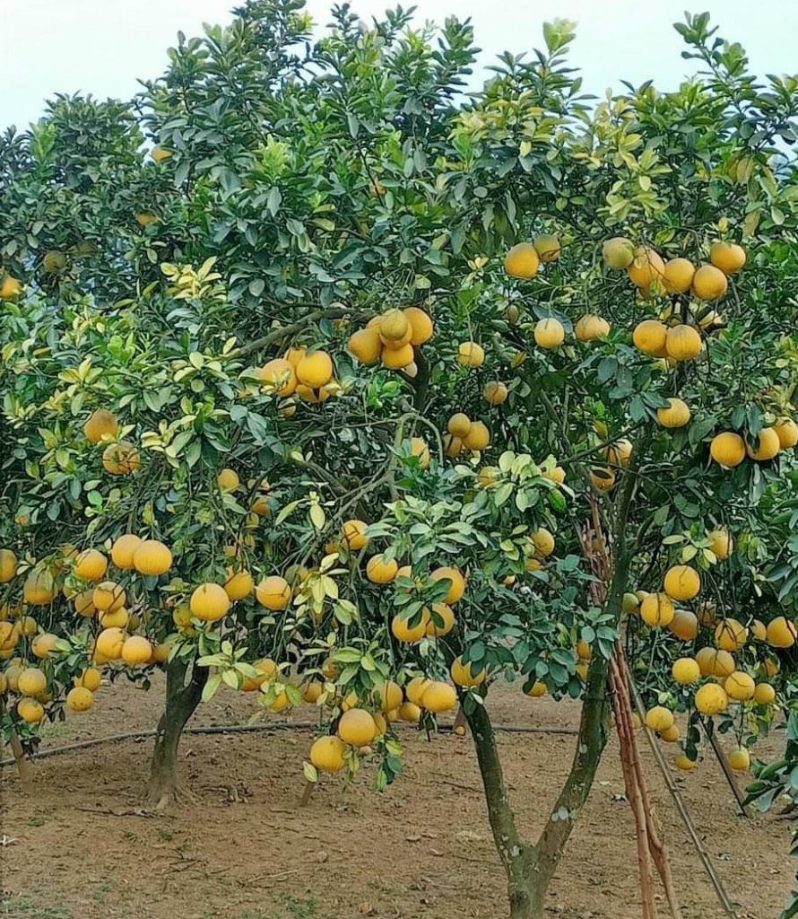 Cách Trồng Bưởi Diễn