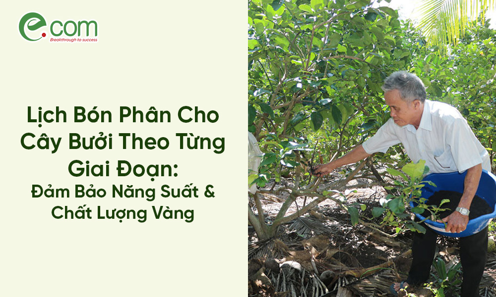 Lịch Bón Phân Cho Cây Bưởi