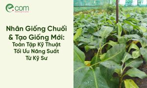 Nhân Giống Chuối