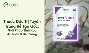 Thuốc Đặc Trị Tuyến Trùng Rễ