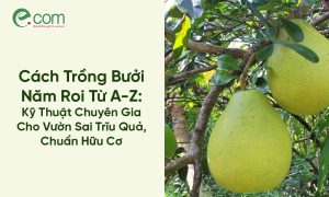 Trồng Bưởi Năm Roi
