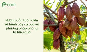 Bệnh Cây Ca Cao