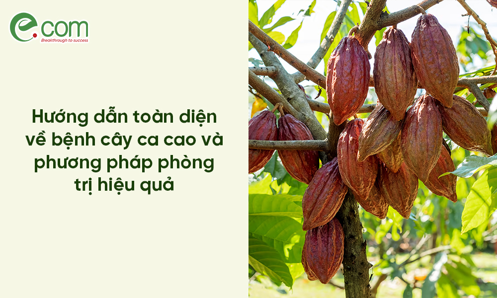 Bệnh Cây Ca Cao