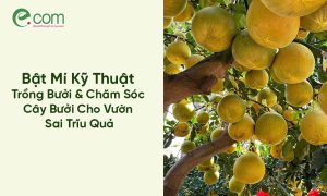 Kỹ Thuật Trồng Bưởi