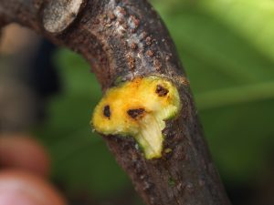 bệnh vệt sọc đen cây ca cao