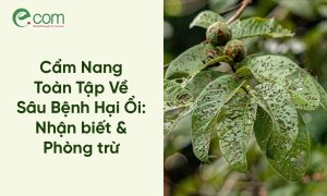 Sâu Bệnh Hại Ổi
