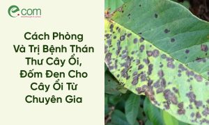 bệnh thán thư cây ổi
