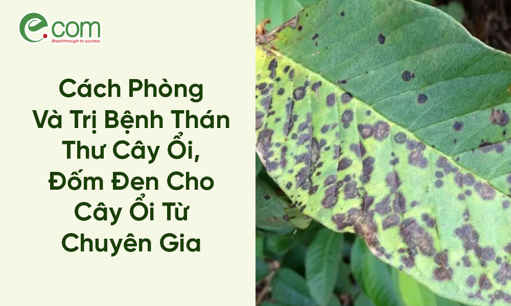 bệnh thán thư cây ổi