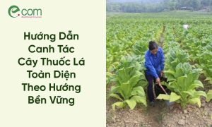 Canh Tác Cây Thuốc Lá