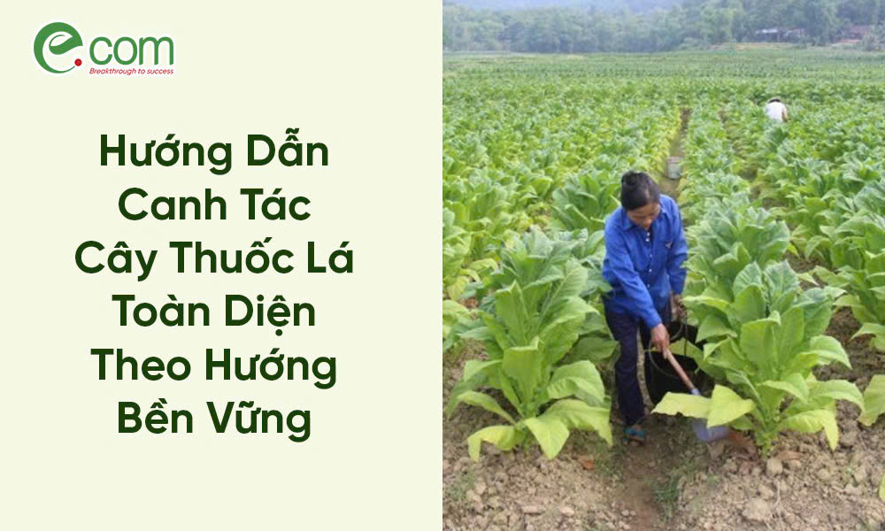 Canh Tác Cây Thuốc Lá