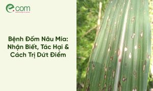 Bệnh Đốm Nâu Mía