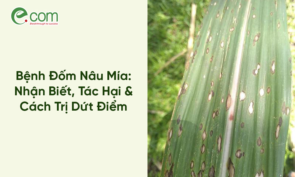 Bệnh Đốm Nâu Mía