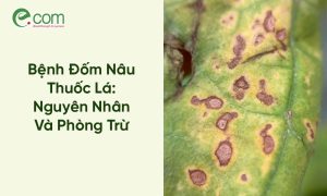 Bệnh Đốm Nâu Thuốc Lá
