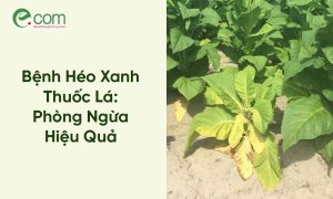 Bệnh Héo Xanh Thuốc Lá