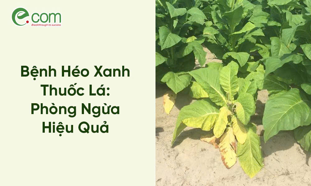 Bệnh Héo Xanh Thuốc Lá