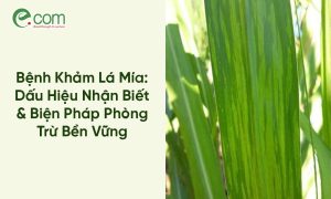 Bệnh Khảm Lá Mía