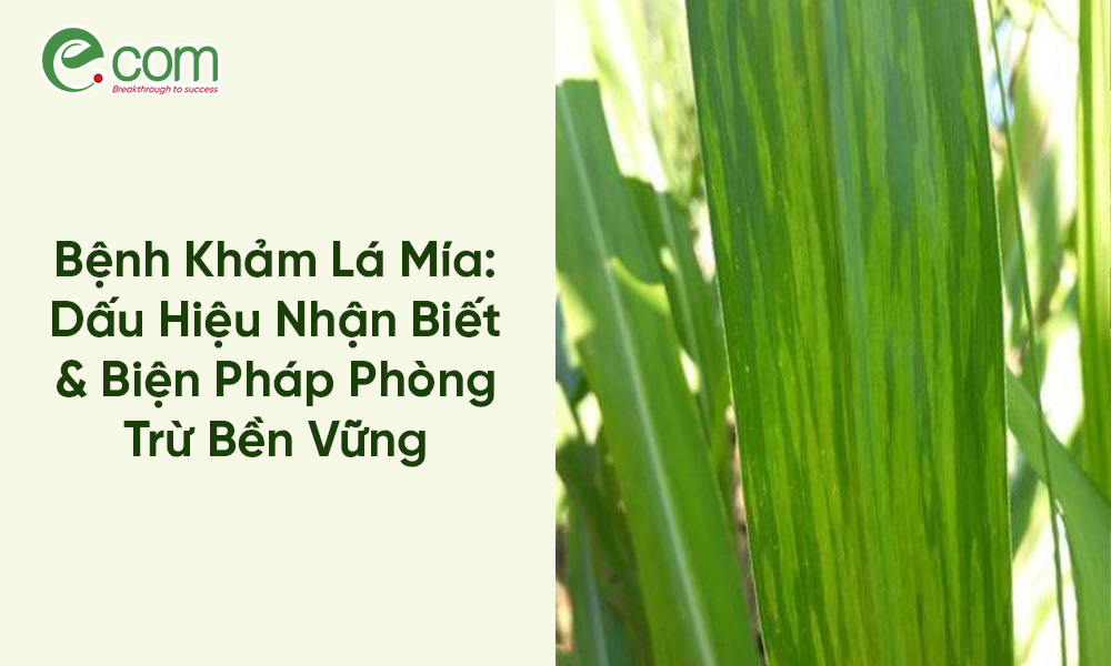 Bệnh Khảm Lá Mía