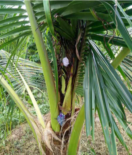 Bệnh Thối Đọt Dừa
