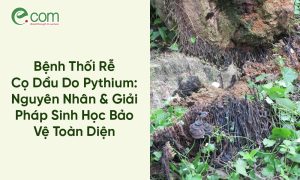 Bệnh Thối Rễ Cọ Dầu