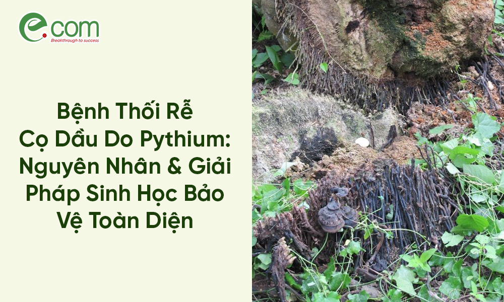 Bệnh Thối Rễ Cọ Dầu
