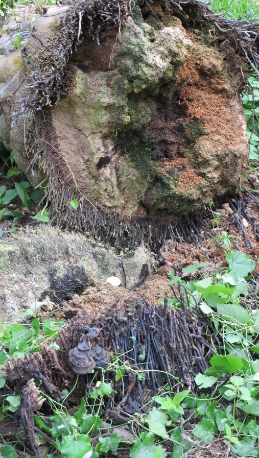 Bệnh Thối Rễ Cọ Dầu 2