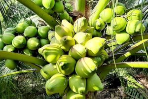 Làm Dừa Sai Trái