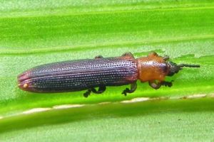 Cách Trị Bọ Dừa