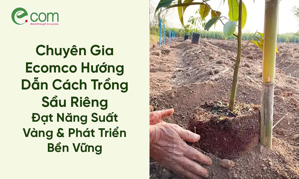 Cách Trồng Sầu Riêng 1