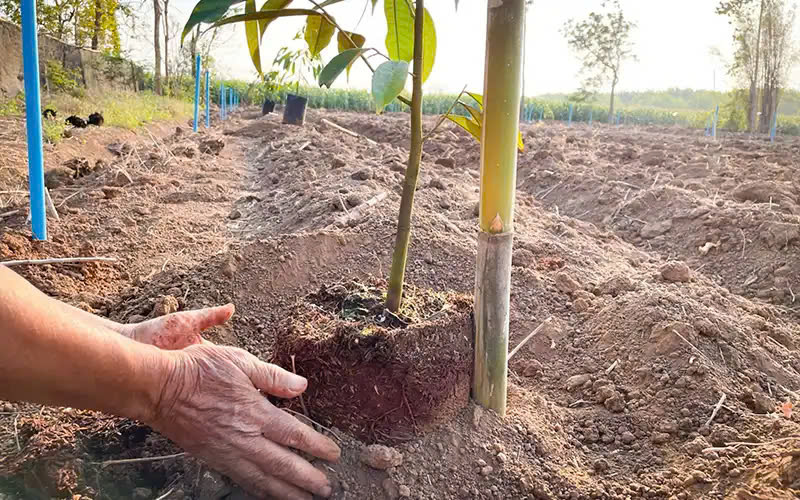 Cách Trồng Sầu Riêng 2