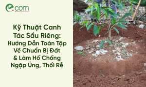 Canh Tác Sầu Riêng 1