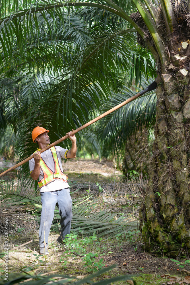 Cắt Tỉa Cây Cọ Dầu 2