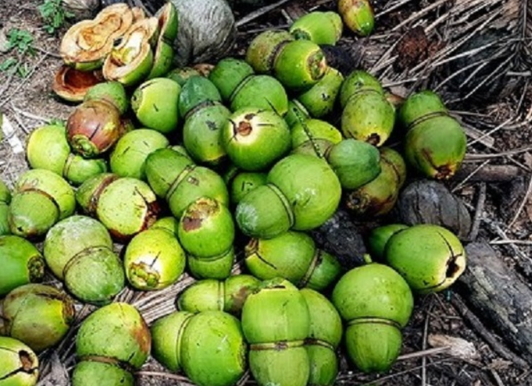 Dừa Rụng Trái Non, Nứt Trái