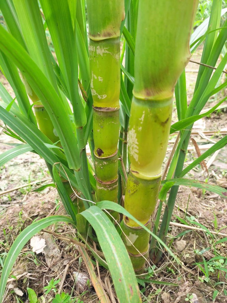 Giống Mía Kháng Bệnh