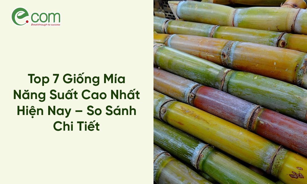 Giống Mía Năng Suất Cao
